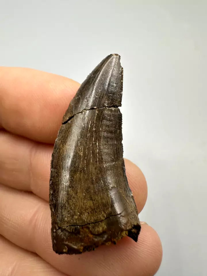 1.6" Nanotyrannous tooth, tyrannosaurus Rex tooth fossil, Hell creek formation