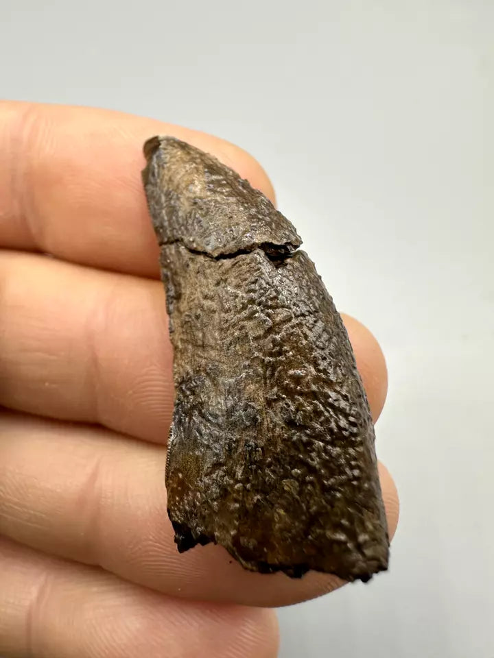1.6" Nanotyrannous tooth, tyrannosaurus Rex tooth fossil, Hell creek formation