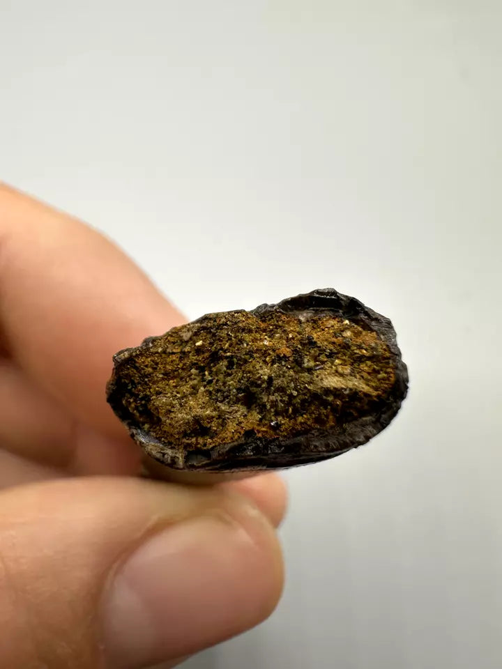 1.6" Nanotyrannous tooth, tyrannosaurus Rex tooth fossil, Hell creek formation