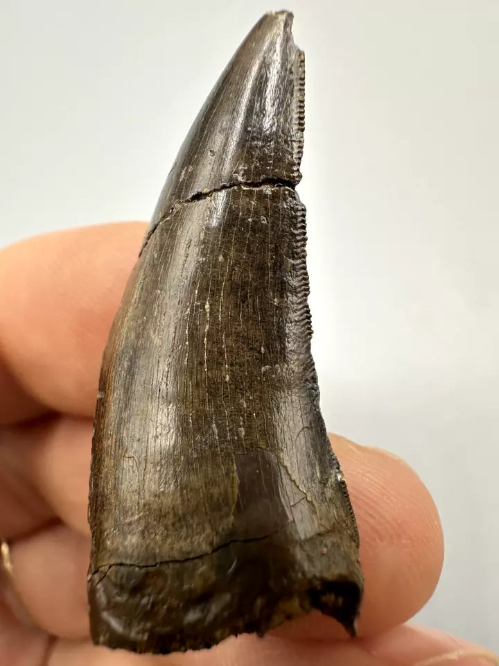 1.6" Nanotyrannous tooth, tyrannosaurus Rex tooth fossil, Hell creek formation