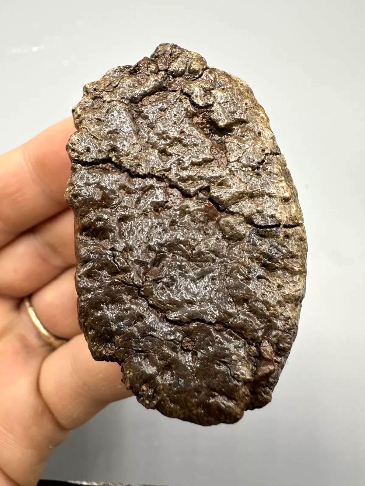 2.52" Ankylosaur Scute (museum grade) Fossil, Hell creek formation