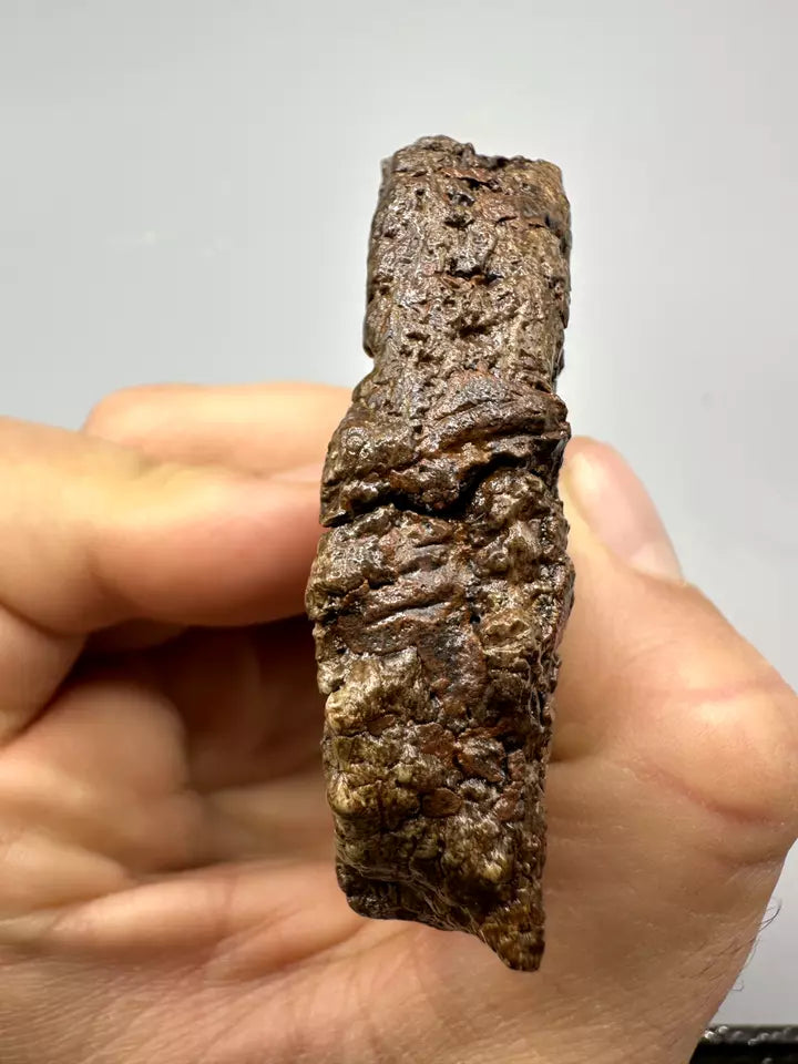 2.52" Ankylosaur Scute (museum grade) Fossil, Hell creek formation
