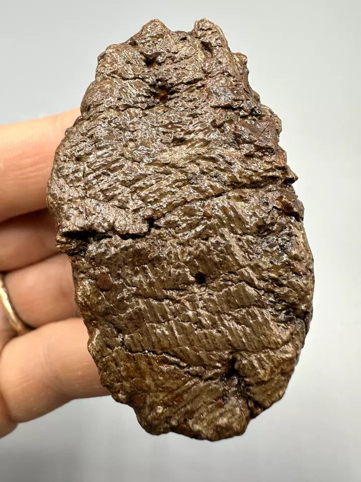 2.52" Ankylosaur Scute (museum grade) Fossil, Hell creek formation