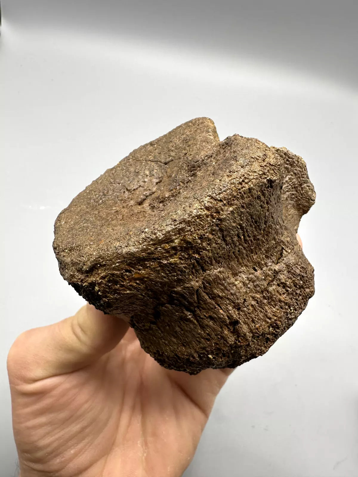 Hadrosaur Caudal Vertebrae Fossil, Hell creek formation