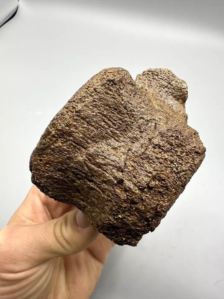 Hadrosaur Caudal Vertebrae Fossil, Hell creek formation