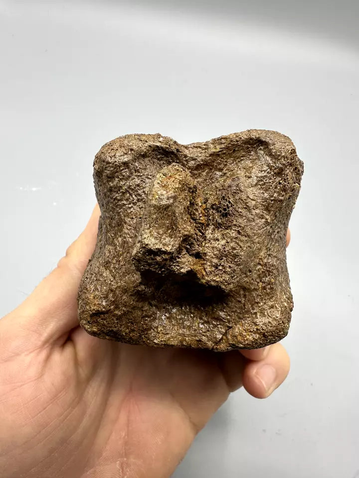 Hadrosaur Caudal Vertebrae Fossil, Hell creek formation