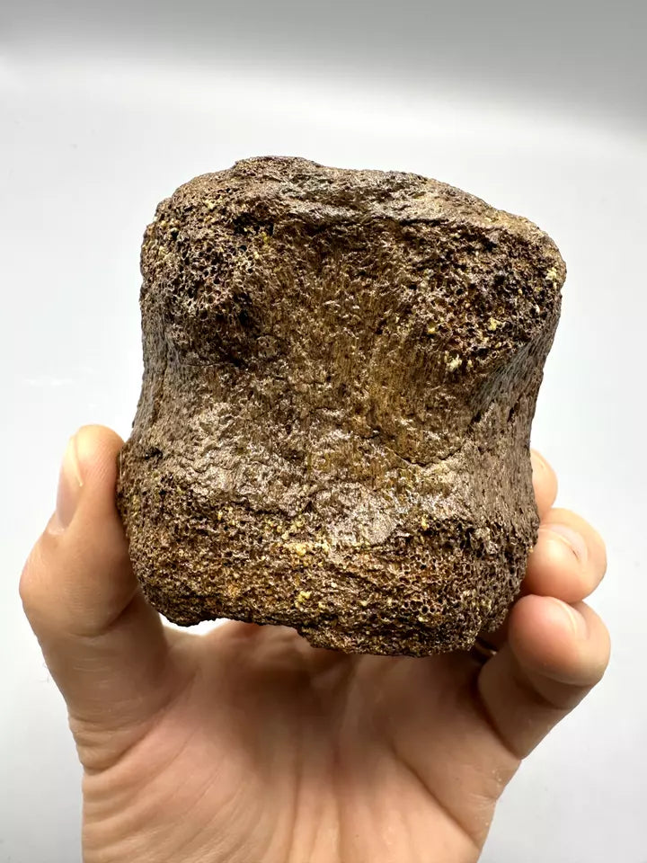 Hadrosaur Caudal Vertebrae Fossil, Hell creek formation