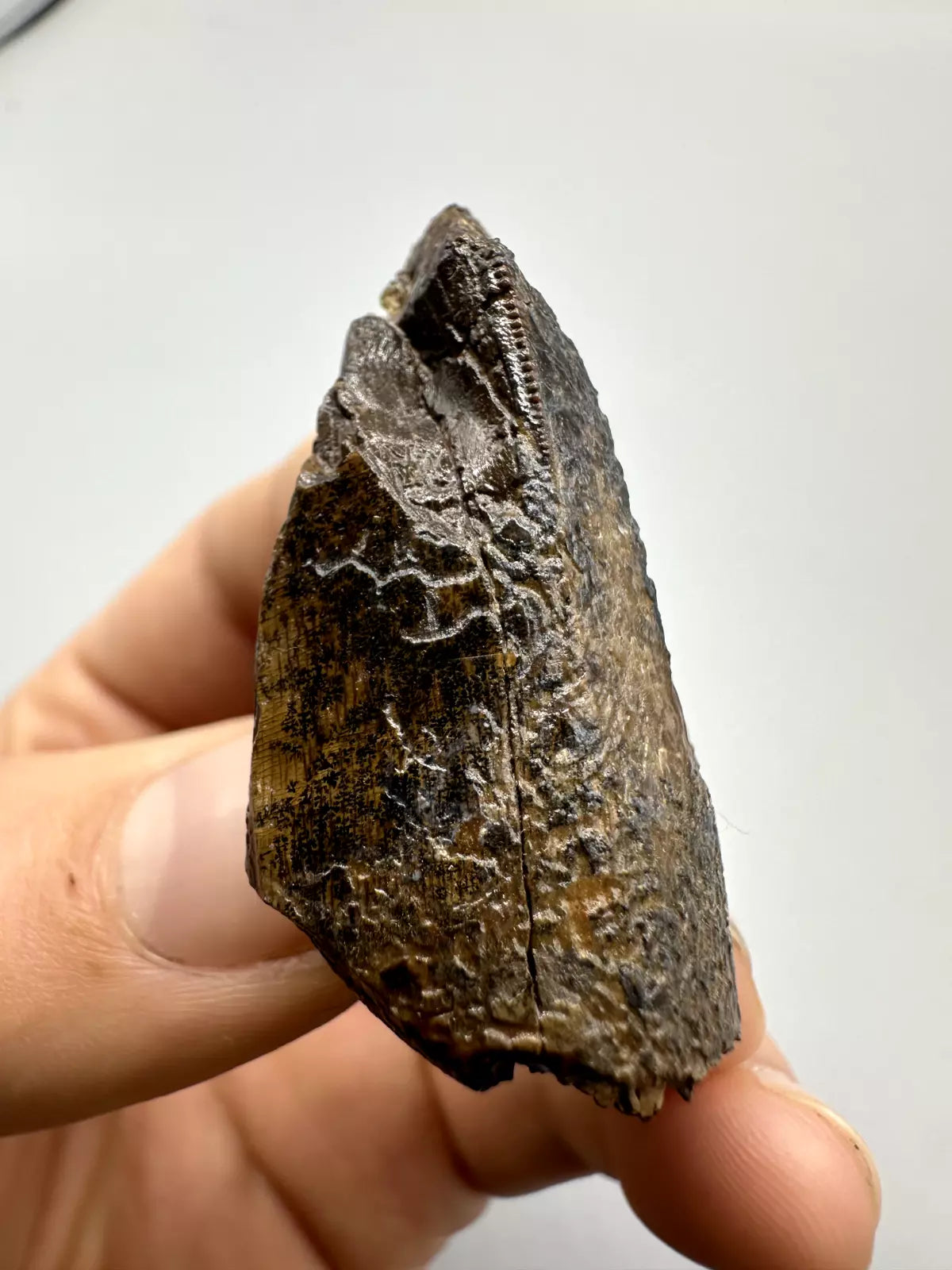 2.0" Partial T-Rex tooth, Tyrannosaurus Rex Tooth Fossil, Hell Creek Formation