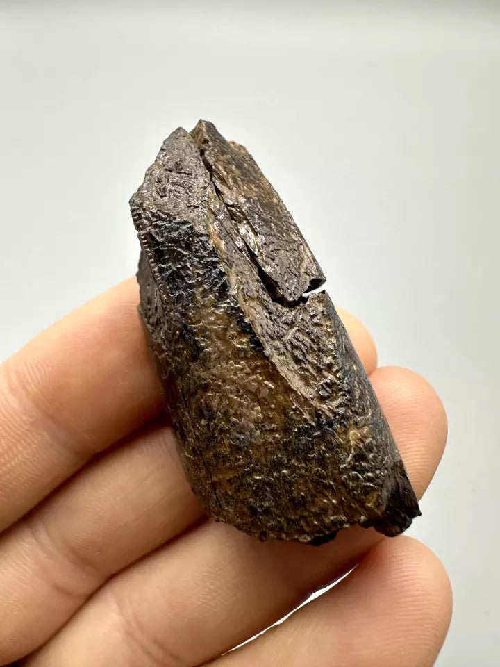 2.0" Partial T-Rex tooth, Tyrannosaurus Rex Tooth Fossil, Hell Creek Formation