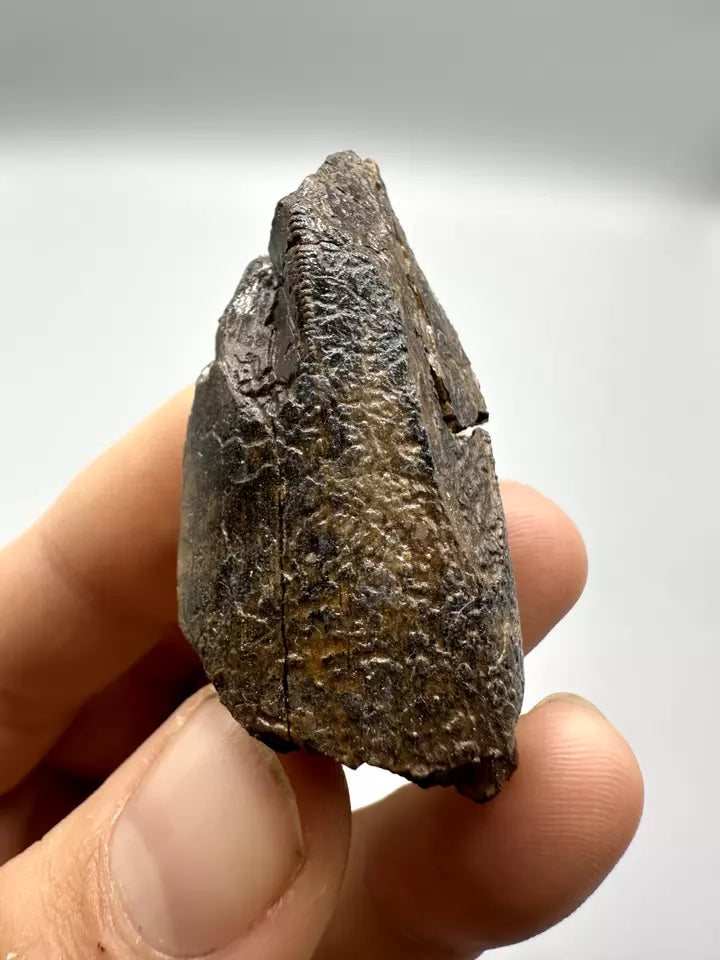 2.0" Partial T-Rex tooth, Tyrannosaurus Rex Tooth Fossil, Hell Creek Formation