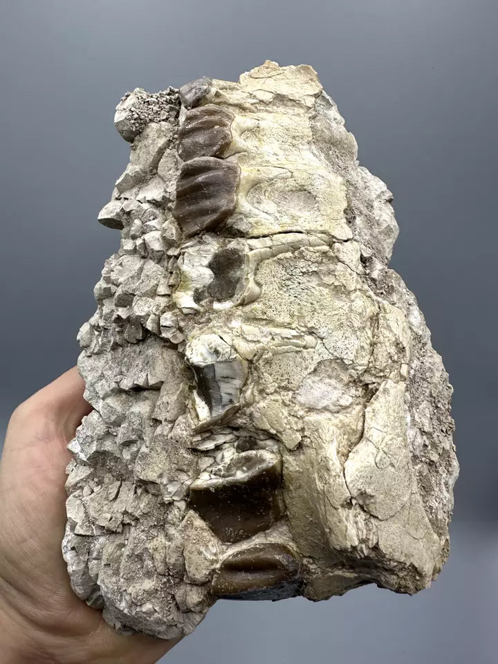 8.0" Hyracodon Upper Jaw, Hyracodon Jaw fossil, White River Formation