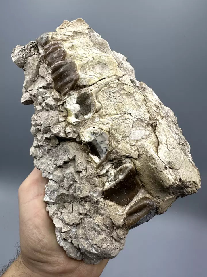 8.0" Hyracodon Upper Jaw, Hyracodon Jaw fossil, White River Formation