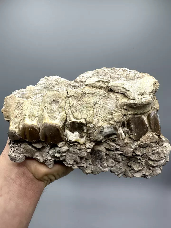 8.0" Hyracodon Upper Jaw, Hyracodon Jaw fossil, White River Formation