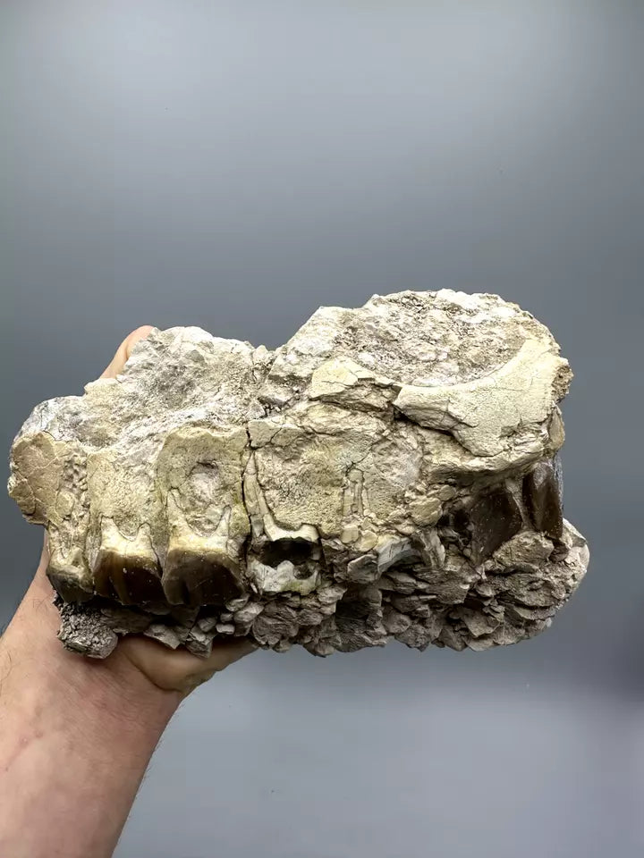 8.0" Hyracodon Upper Jaw, Hyracodon Jaw fossil, White River Formation