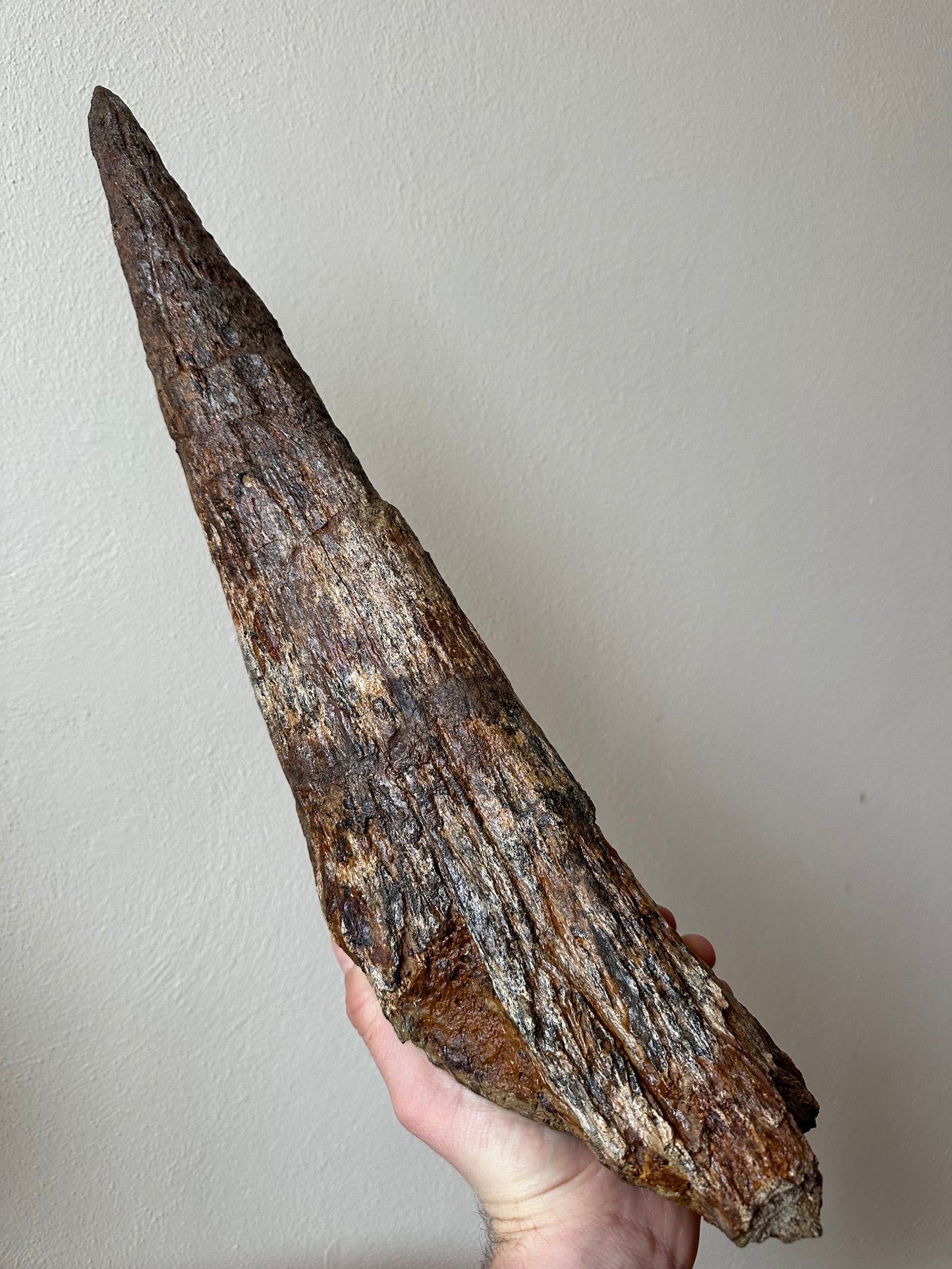 Triceratops Brow Horn Pair, Hell Creek Formation