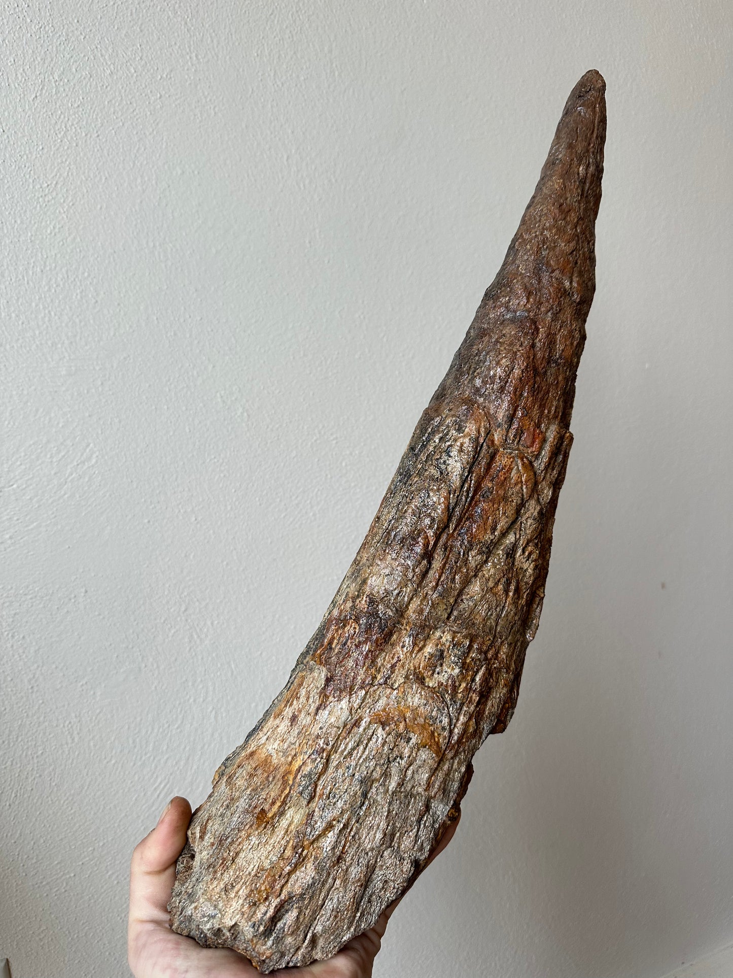 Triceratops Brow Horn Pair, Hell Creek Formation