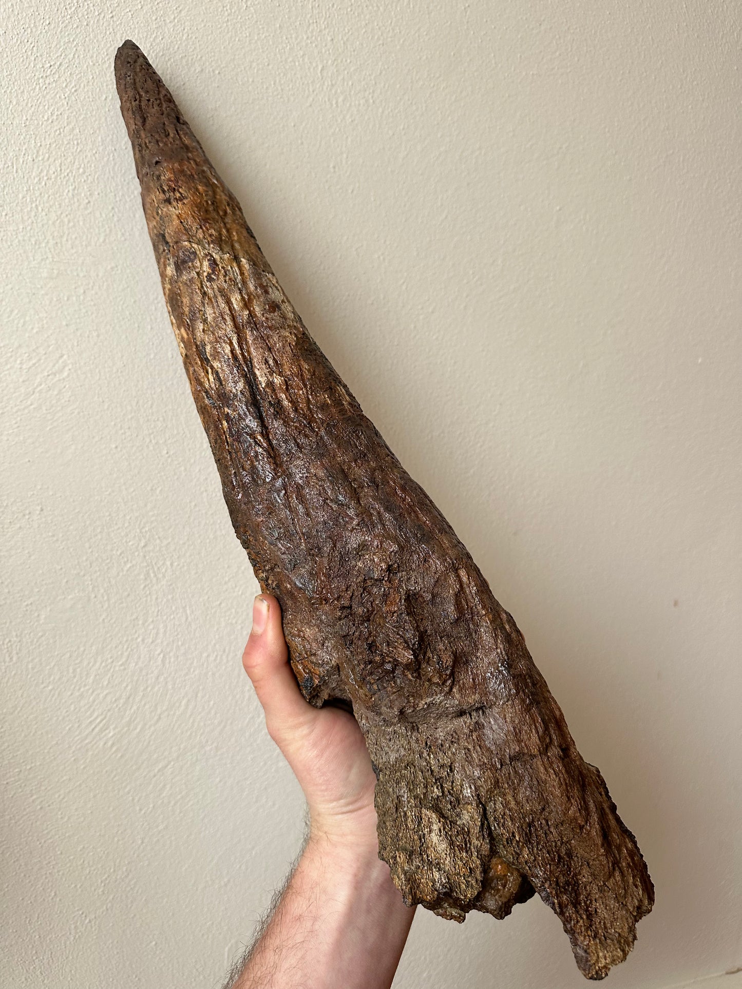 Triceratops Brow Horn Pair, Hell Creek Formation