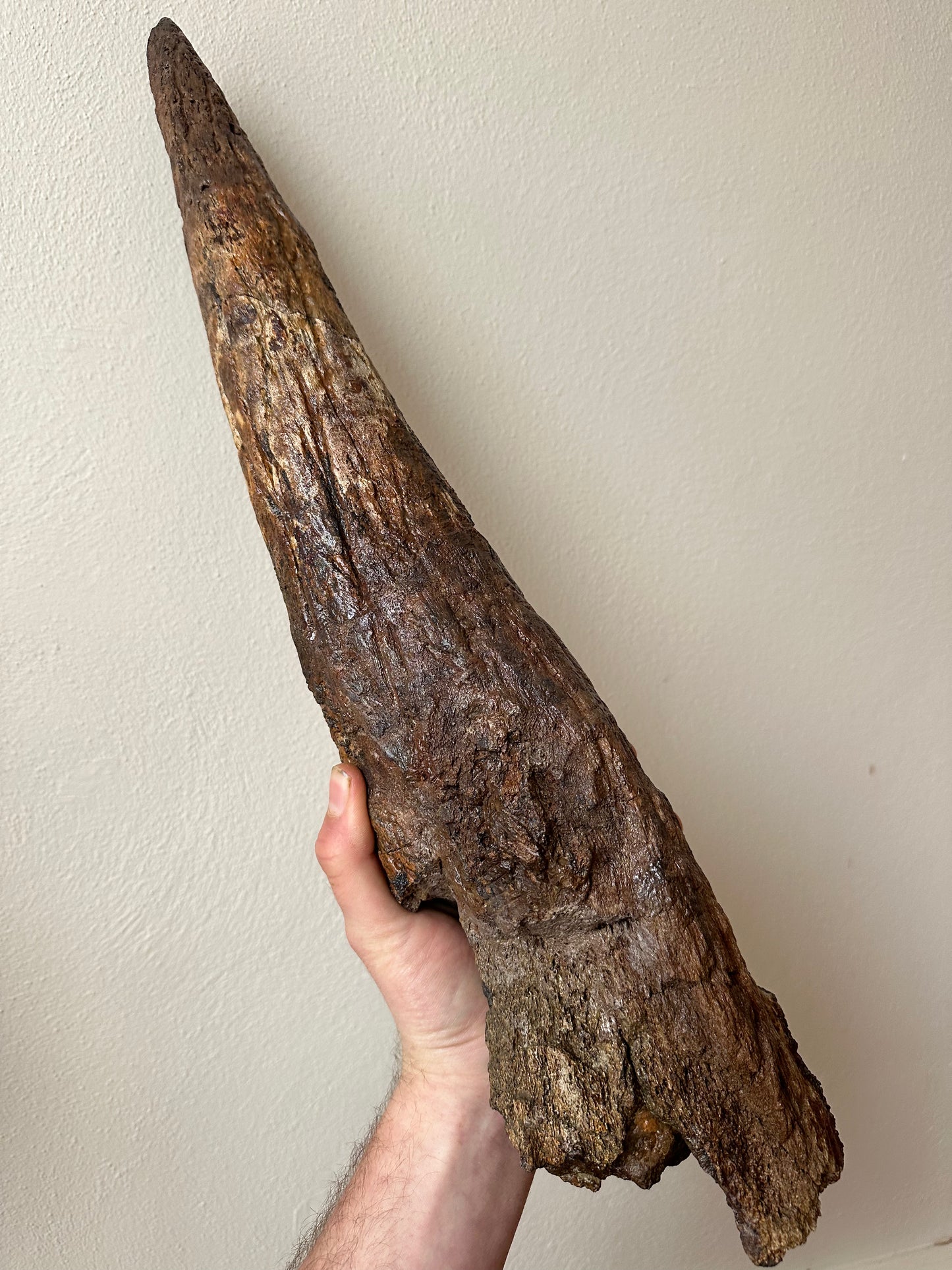 Triceratops Brow Horn Pair, Hell Creek Formation