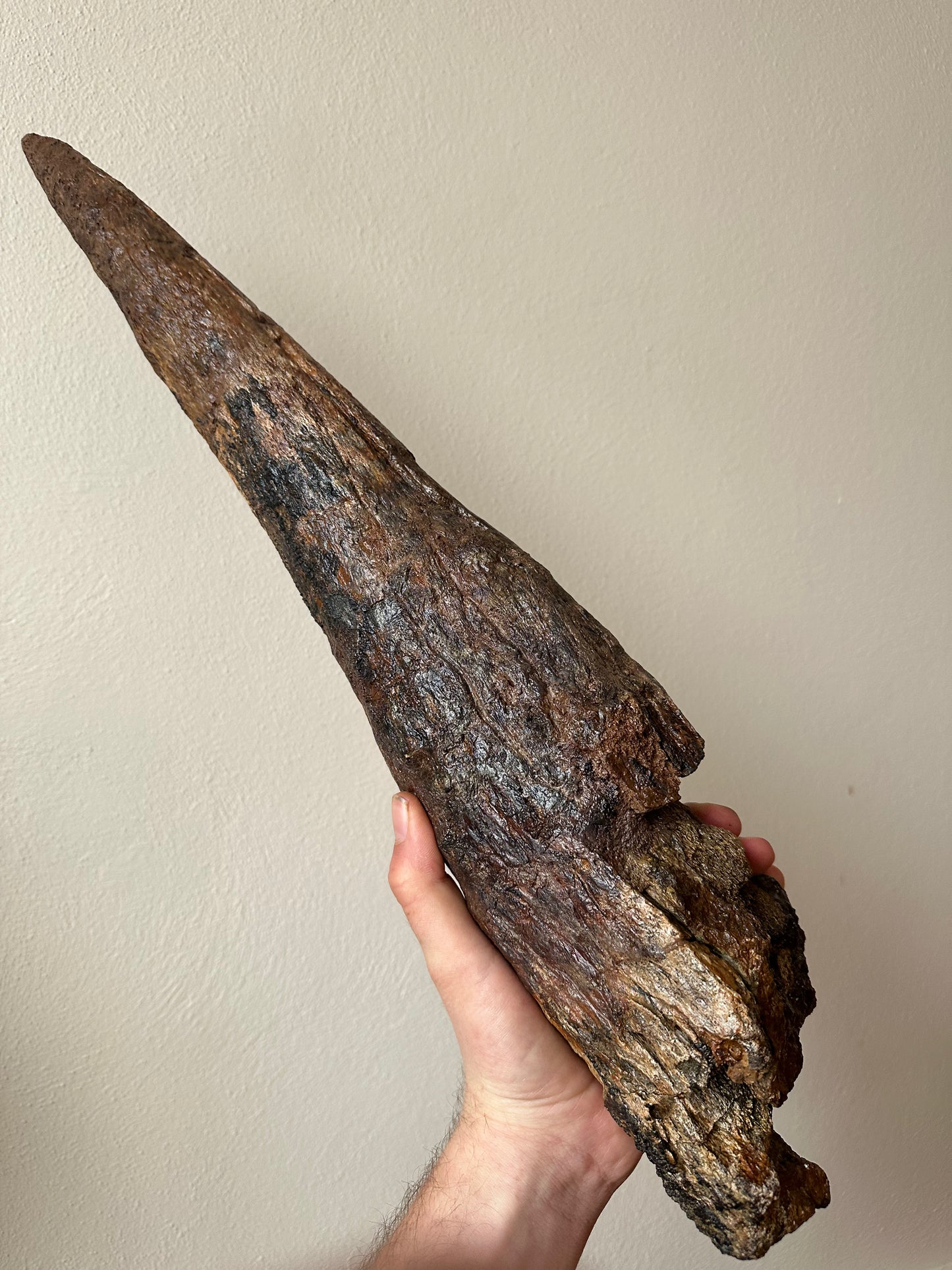 Triceratops Brow Horn Pair, Hell Creek Formation