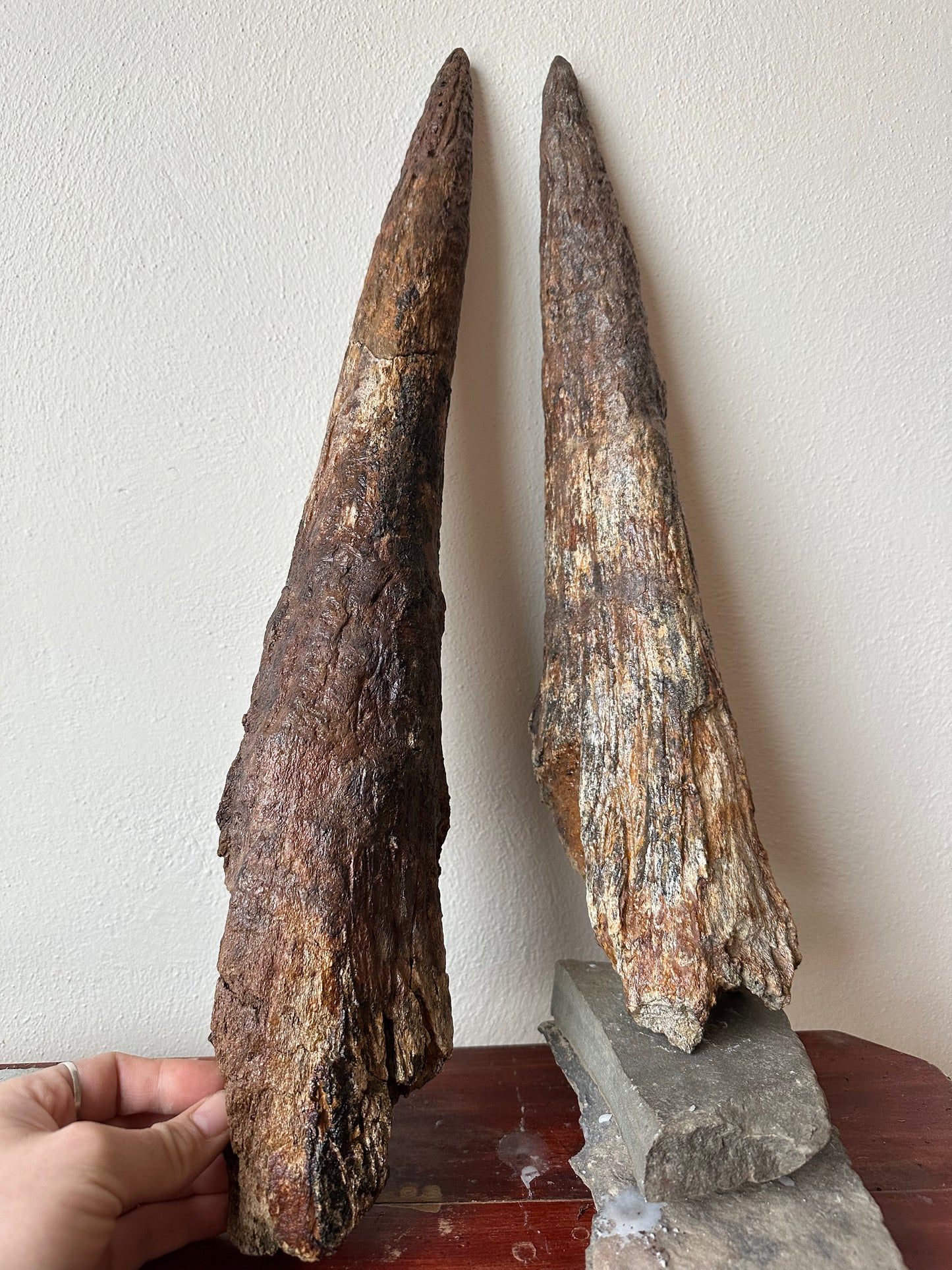 Triceratops Brow Horn Pair, Hell Creek Formation