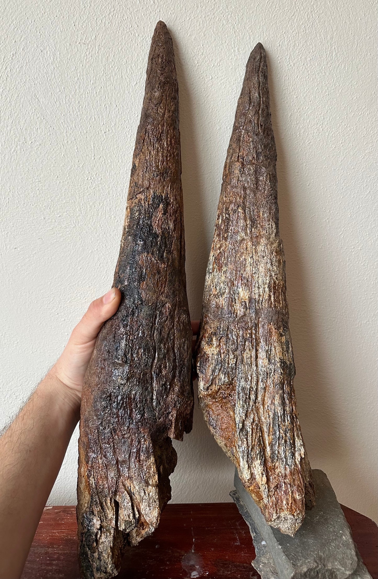 Triceratops Brow Horn Pair, Hell Creek Formation