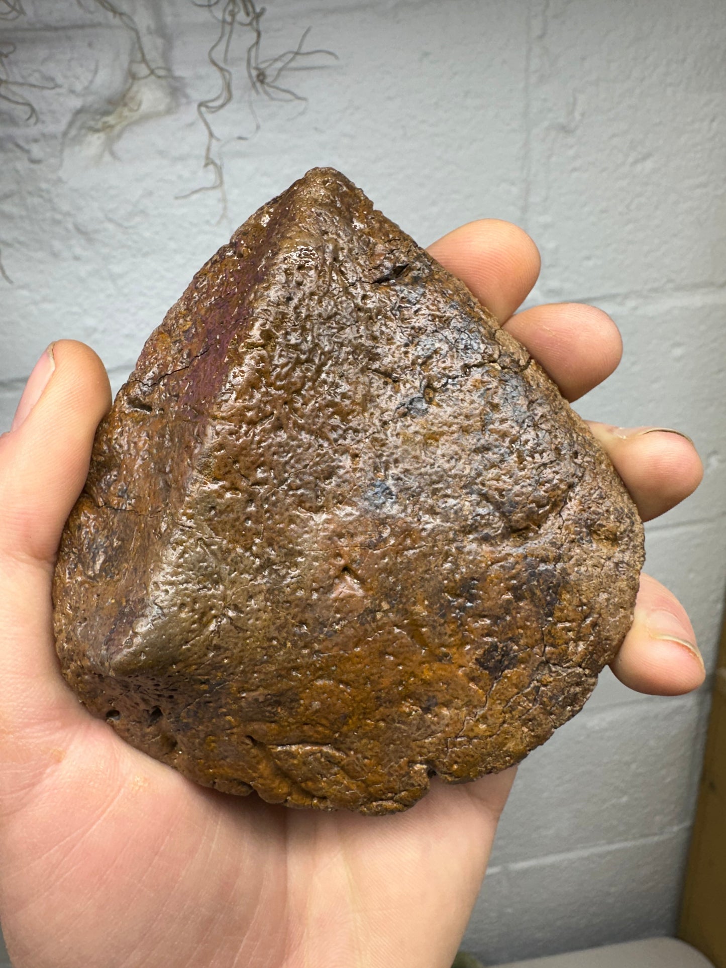 4.0” Ankylosaur Scute Fossil, Hell Creek Formation
