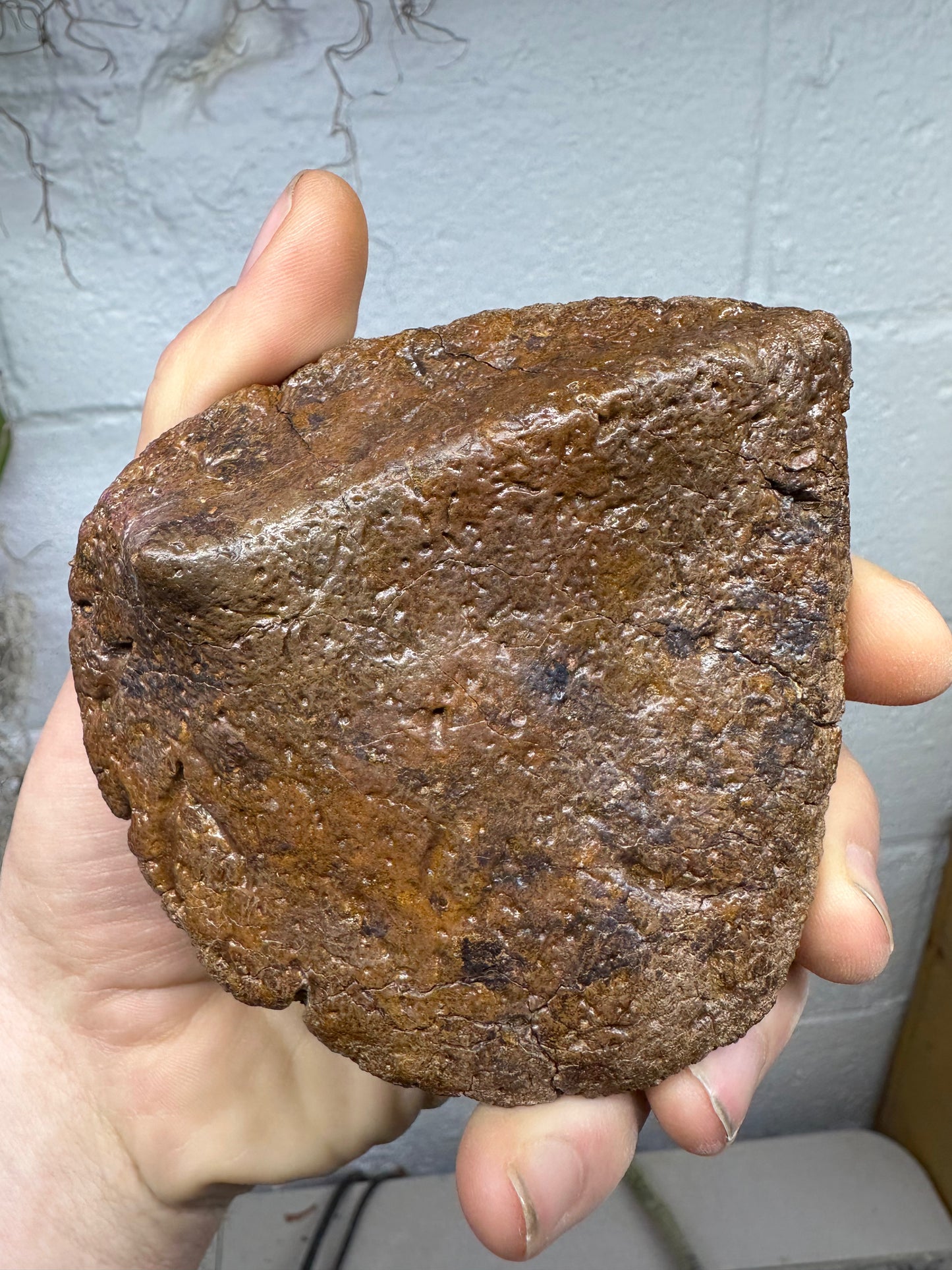 4.0” Ankylosaur Scute Fossil, Hell Creek Formation