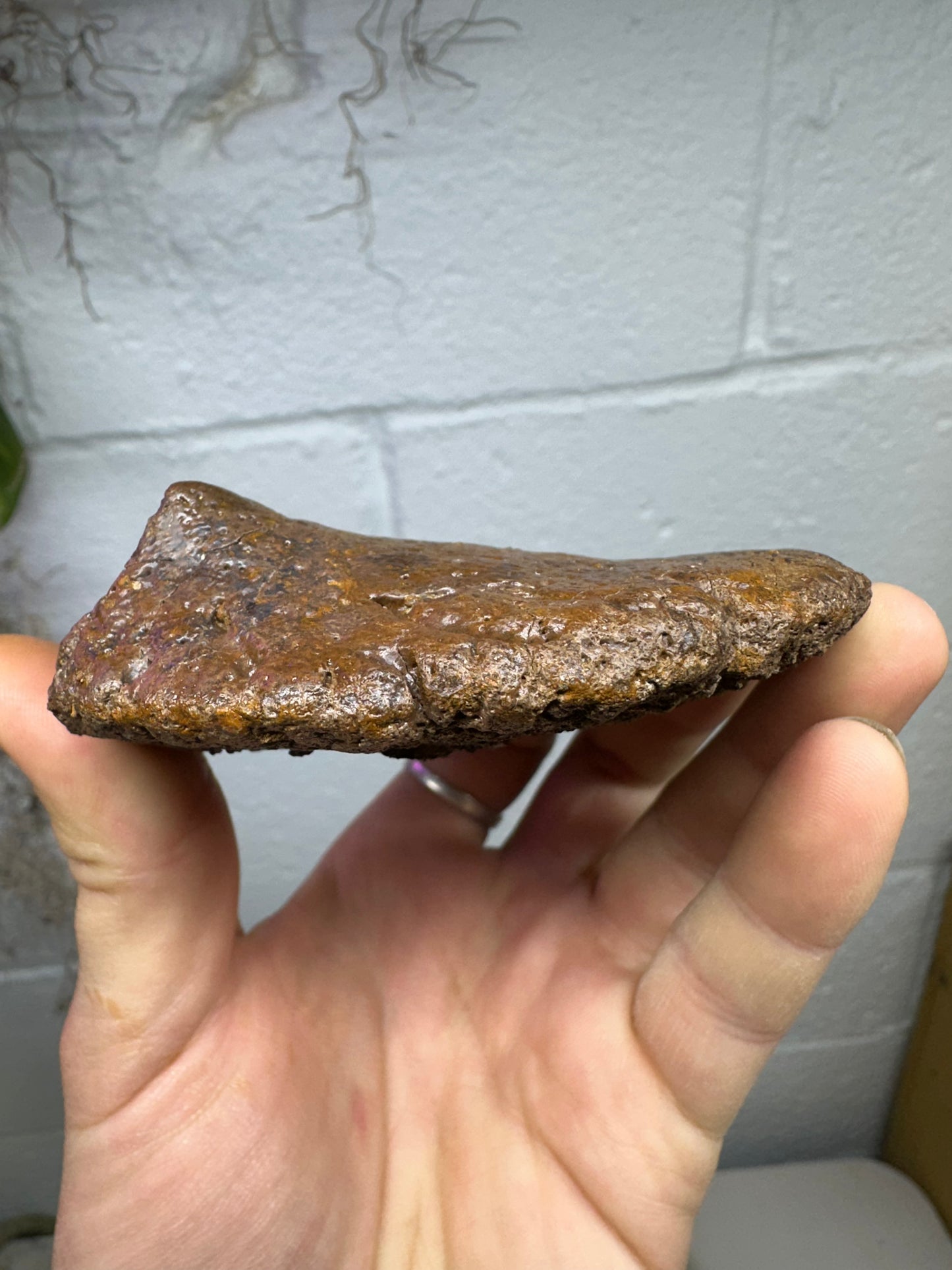 4.0” Ankylosaur Scute Fossil, Hell Creek Formation