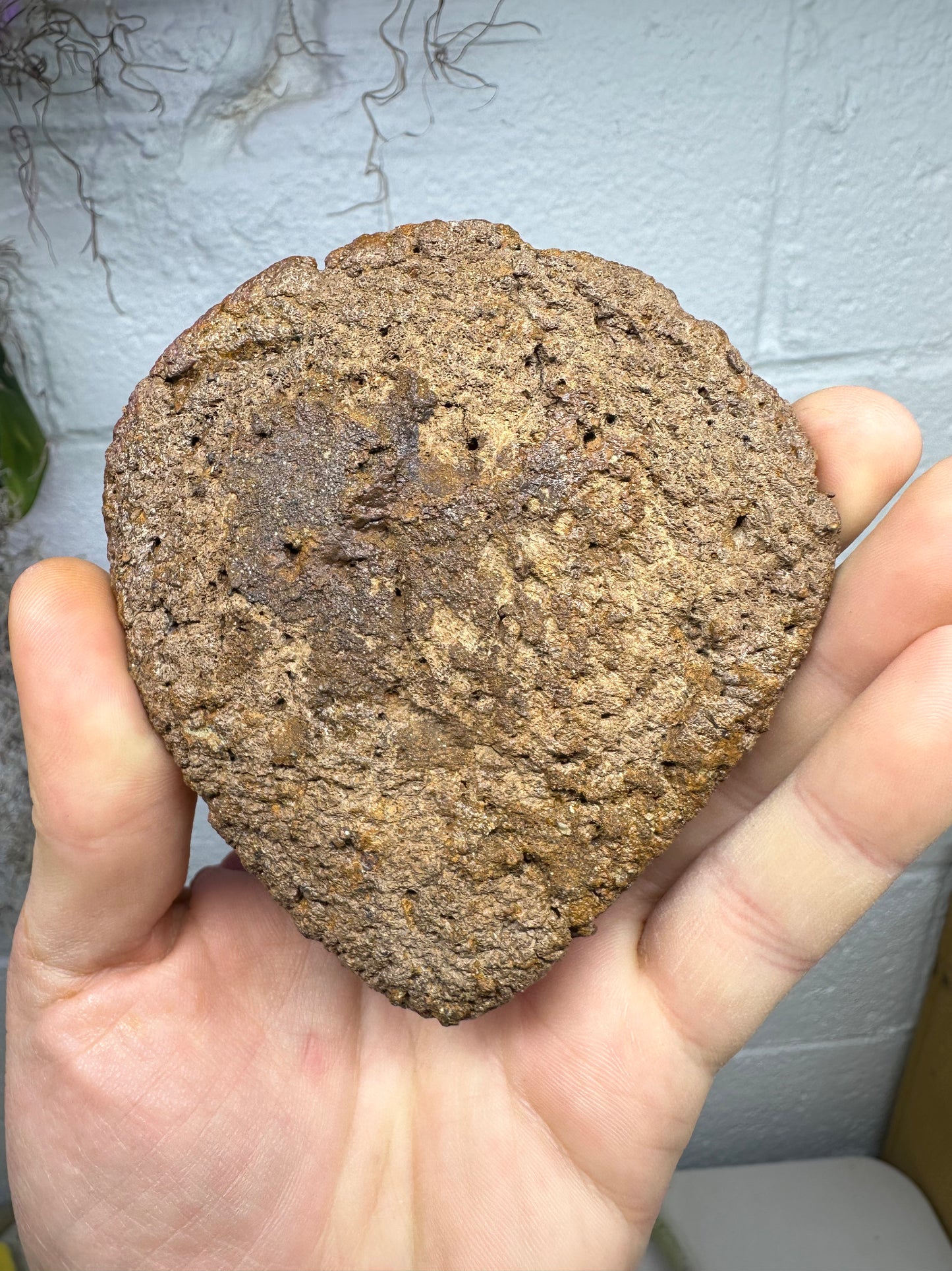 4.0” Ankylosaur Scute Fossil, Hell Creek Formation
