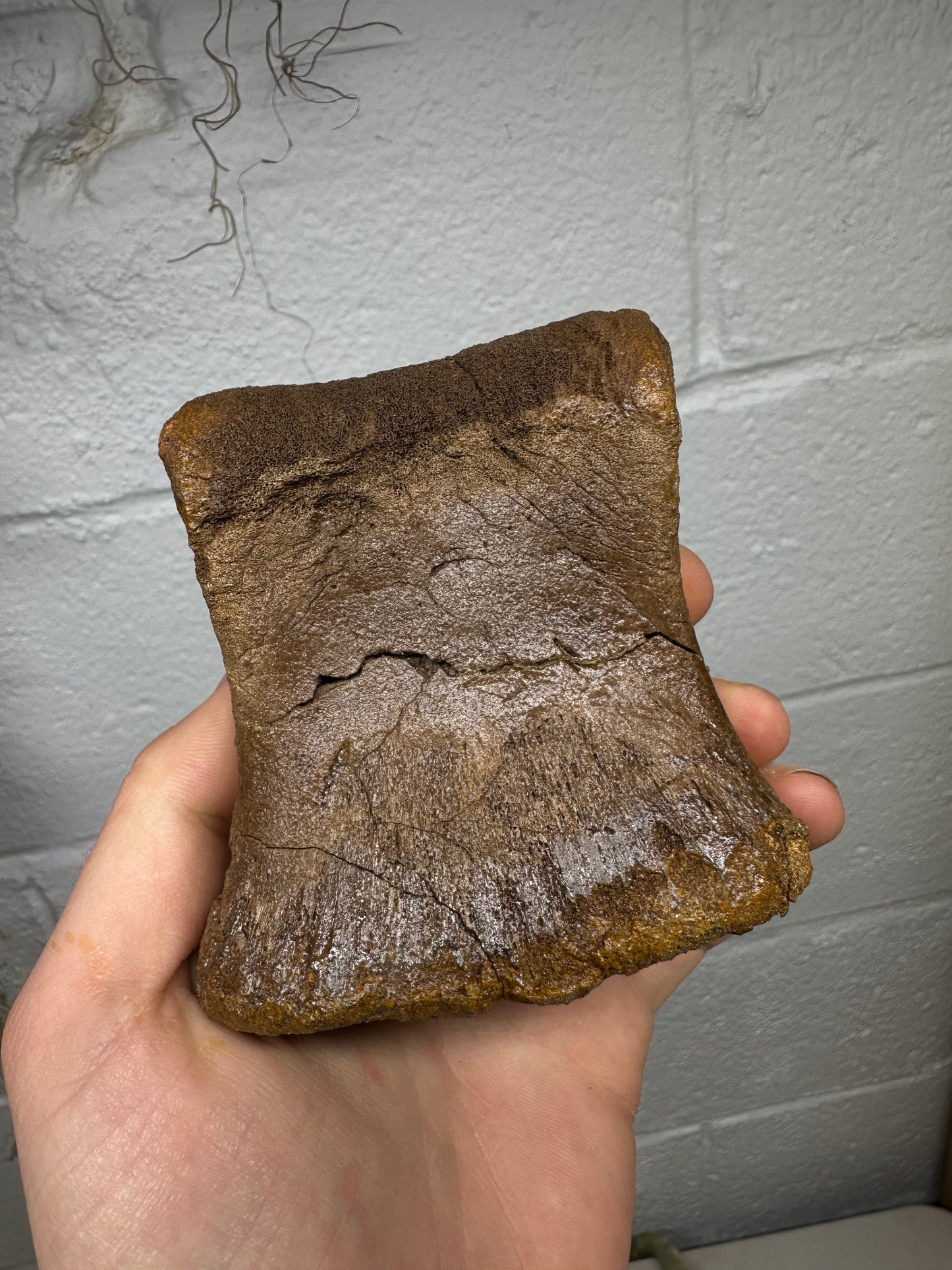Hadrosaur Toe Bone Fossil, Hell Creek Formation