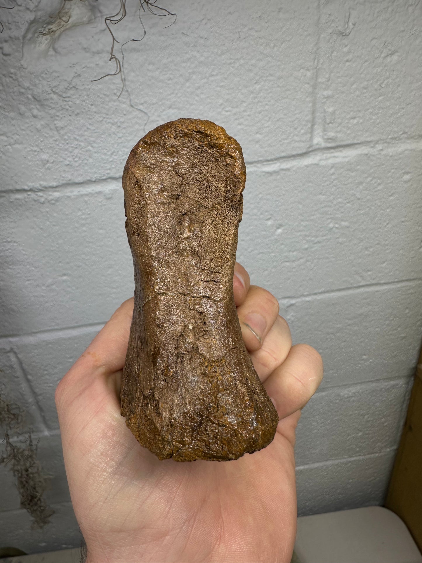 Hadrosaur Toe Bone Fossil, Hell Creek Formation