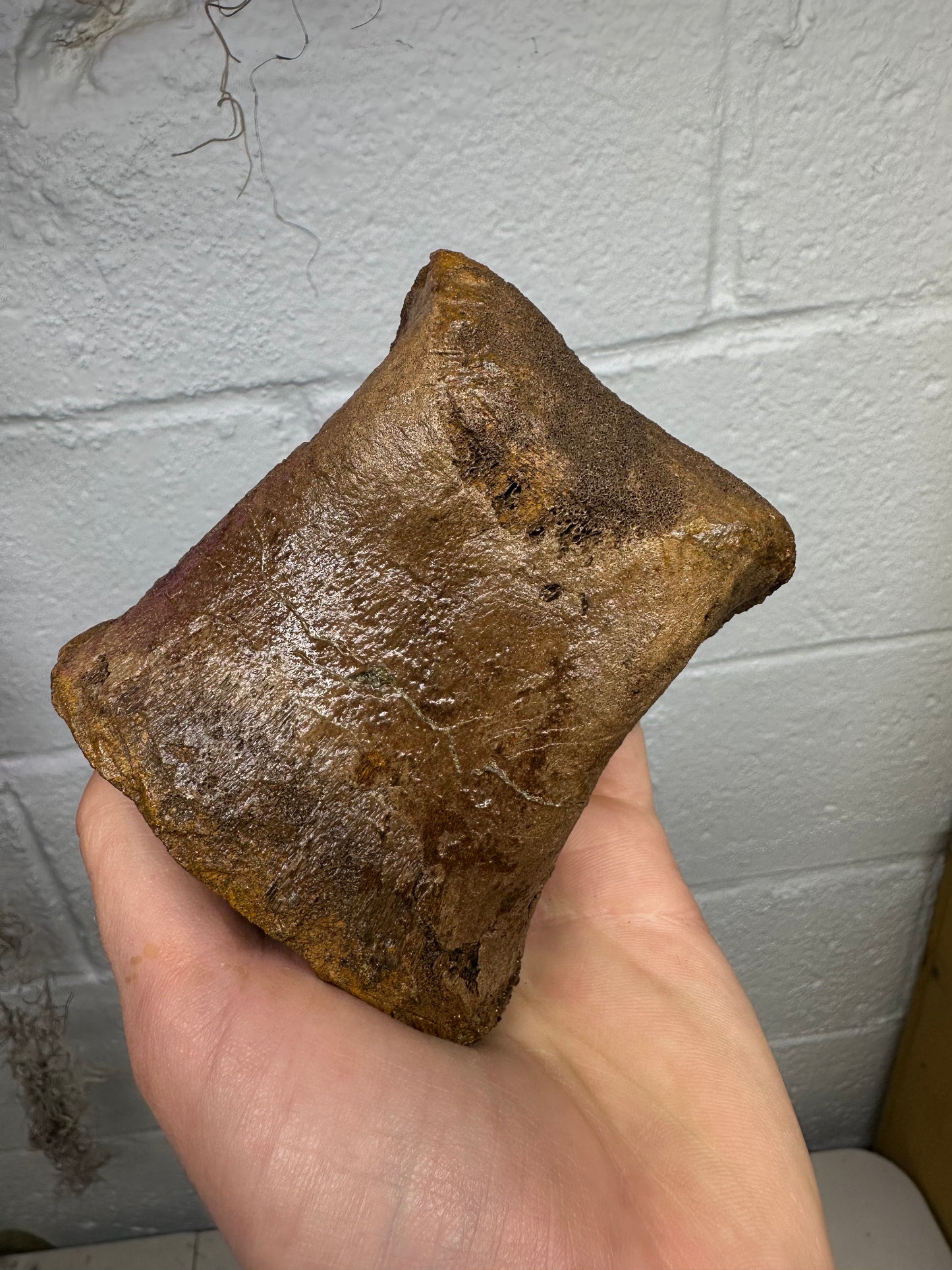 Hadrosaur Toe Bone Fossil, Hell Creek Formation