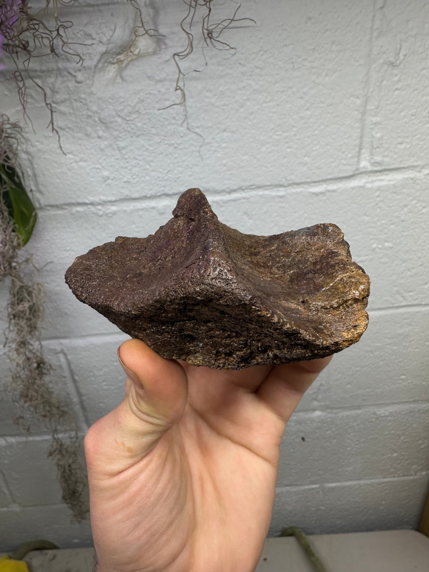 4.0” Ankylosaur Scute Fossil, Hell creek formation