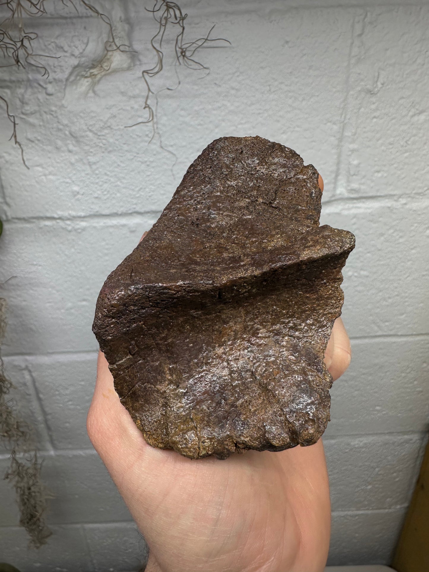4.0” Ankylosaur Scute Fossil, Hell creek formation