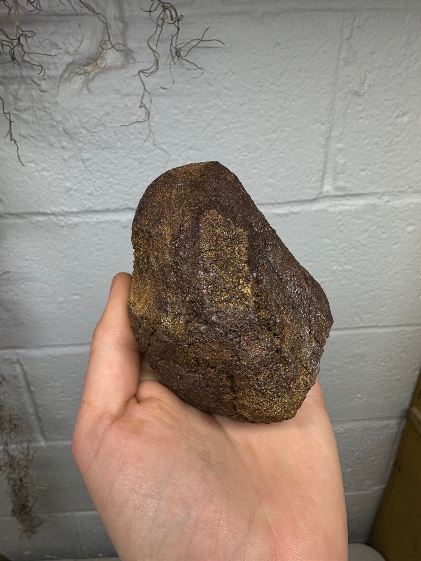 4.0” Ankylosaur Scute Fossil, Hell creek formation
