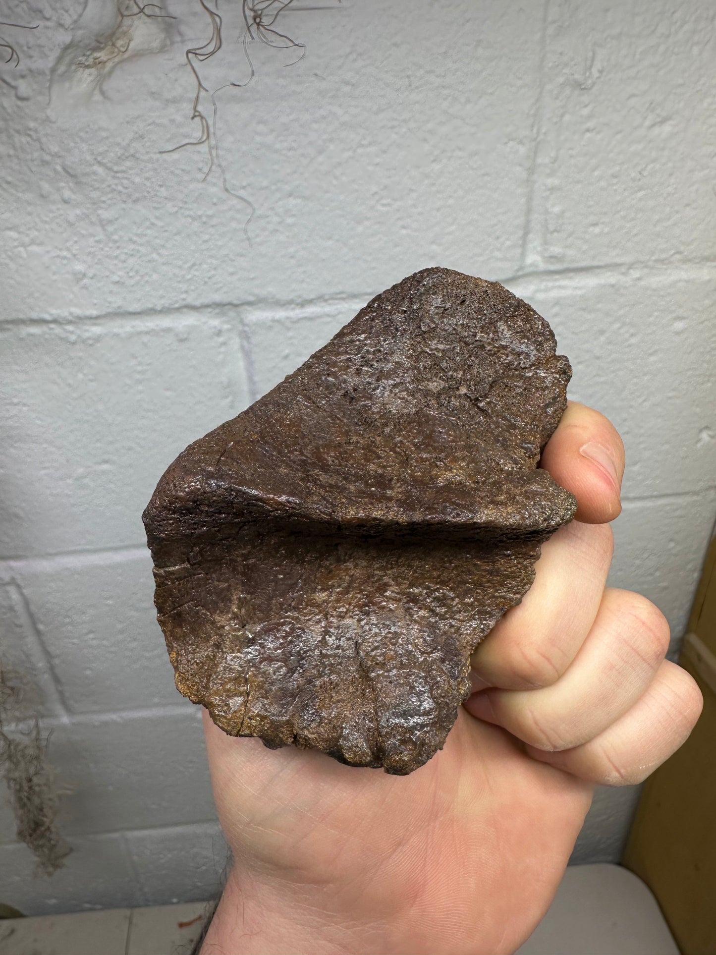 4.0” Ankylosaur Scute Fossil, Hell creek formation