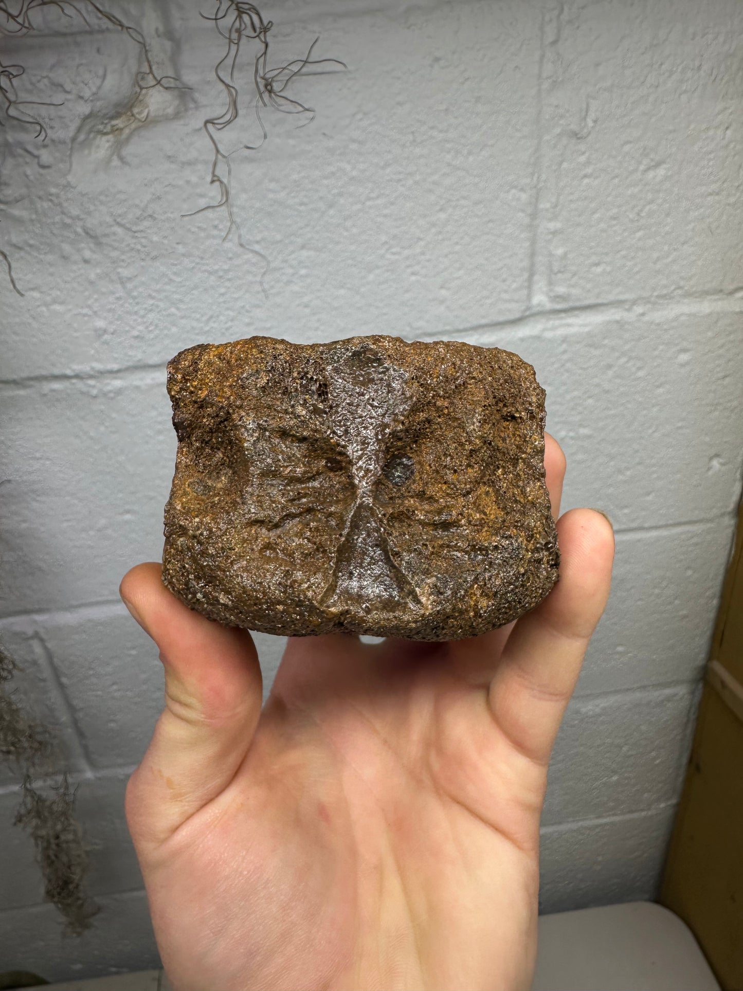 Hadrosaur Caudal Vertebrae Fossil, Hell Creek Formation
