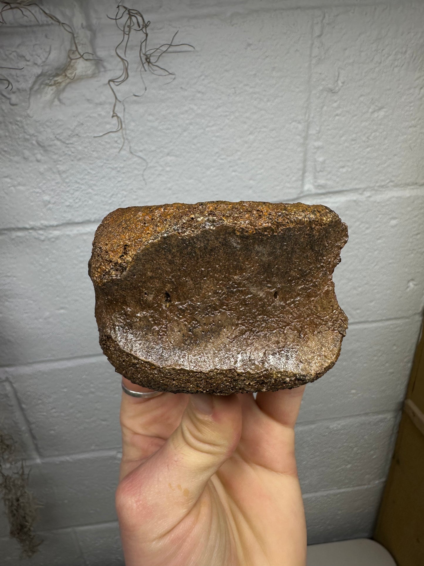 Hadrosaur Caudal Vertebrae Fossil, Hell Creek Formation