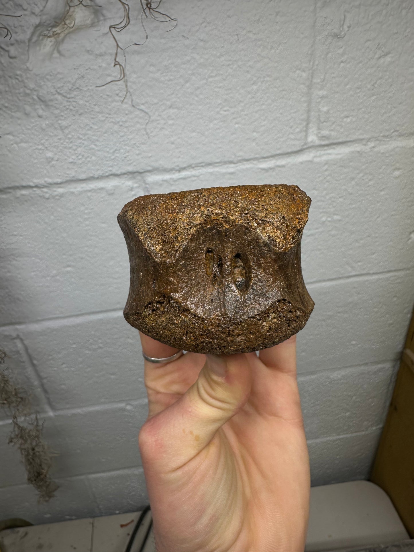 Hadrosaur Caudal Vertebrae Fossil, Hell Creek Formation
