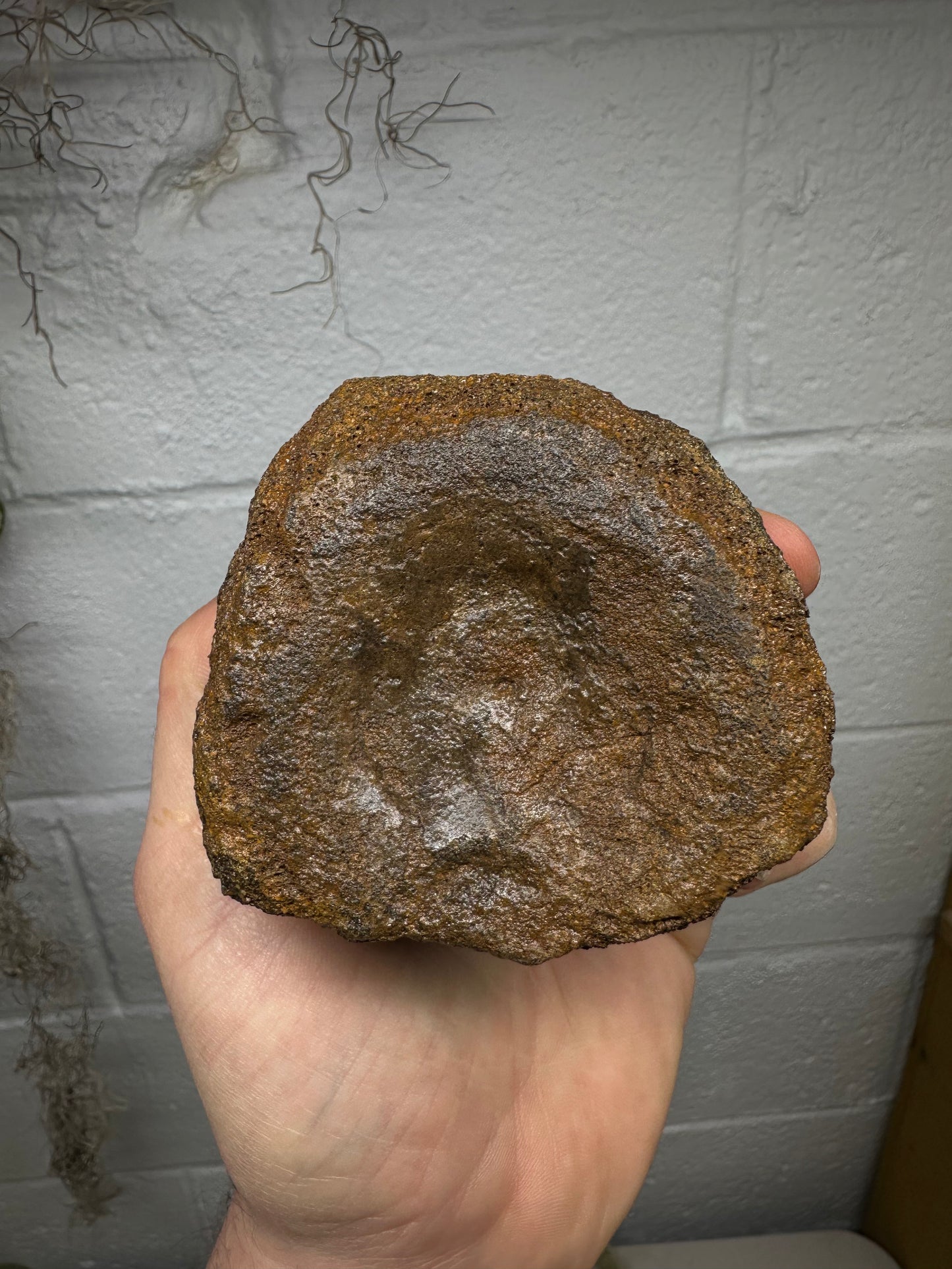 Hadrosaur Caudal Vertebrae Fossil, Hell Creek Formation