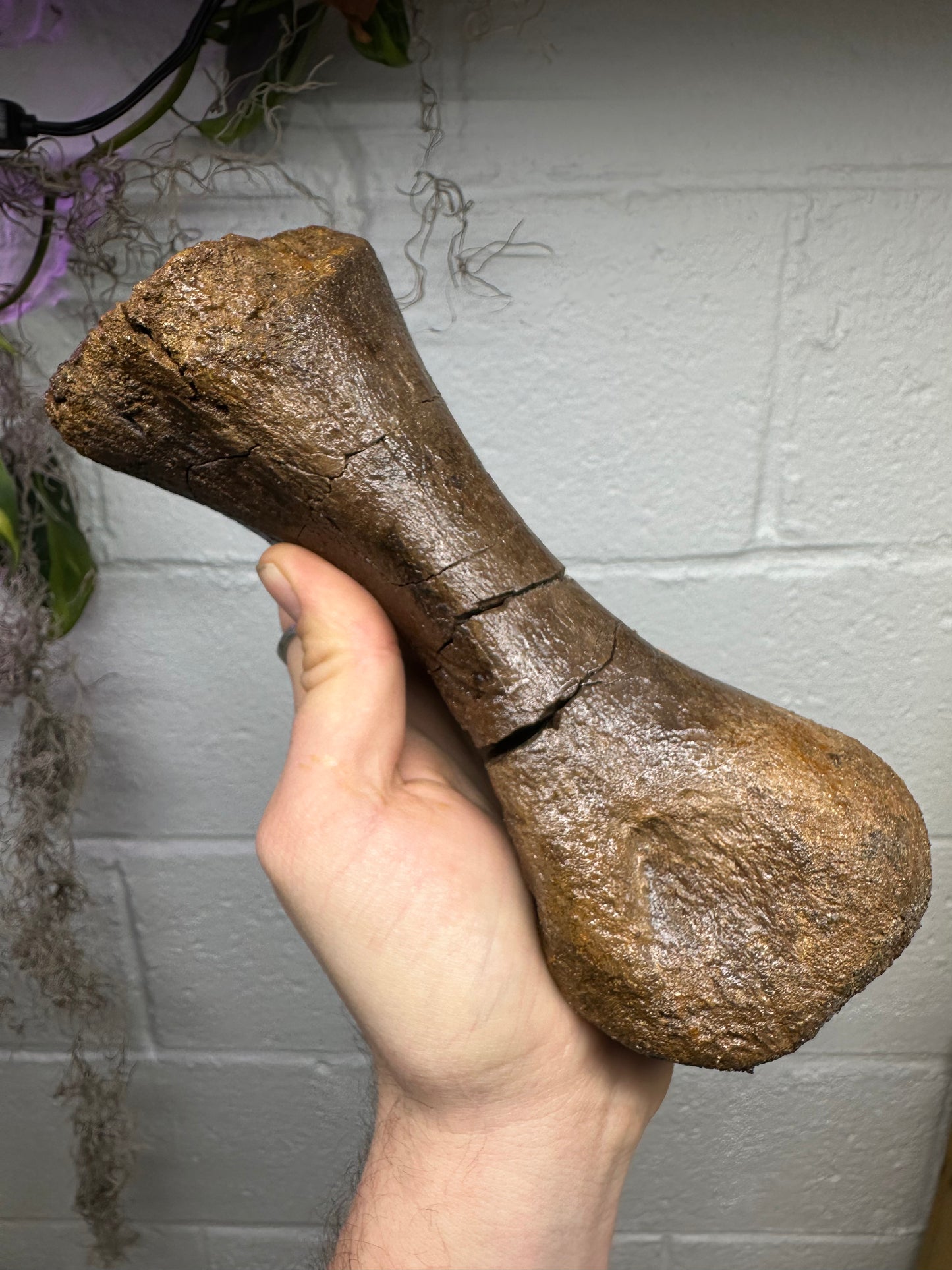 Hadrosaur Metatarsal, Hell Creek Formation