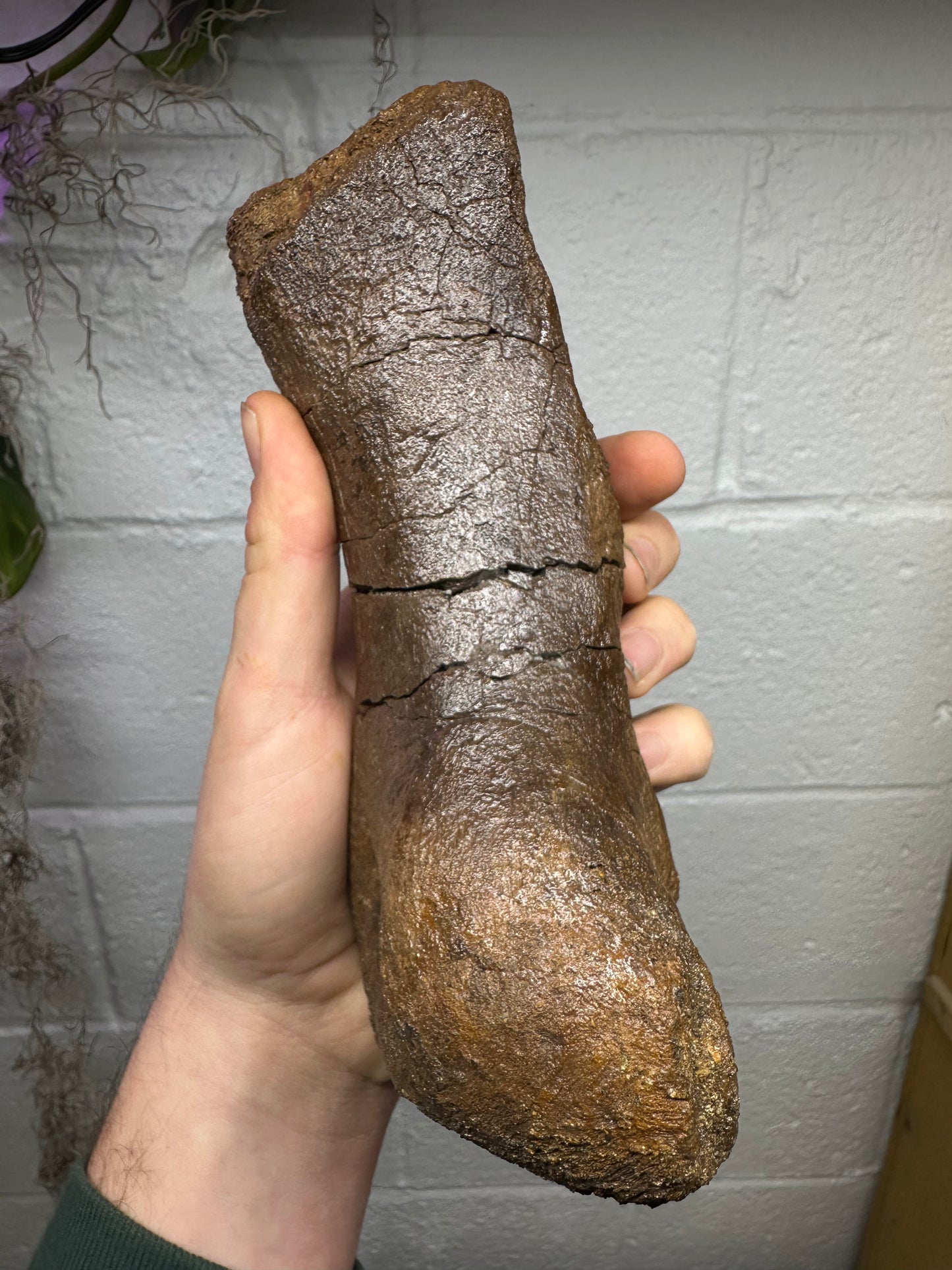 Hadrosaur Metatarsal, Hell Creek Formation