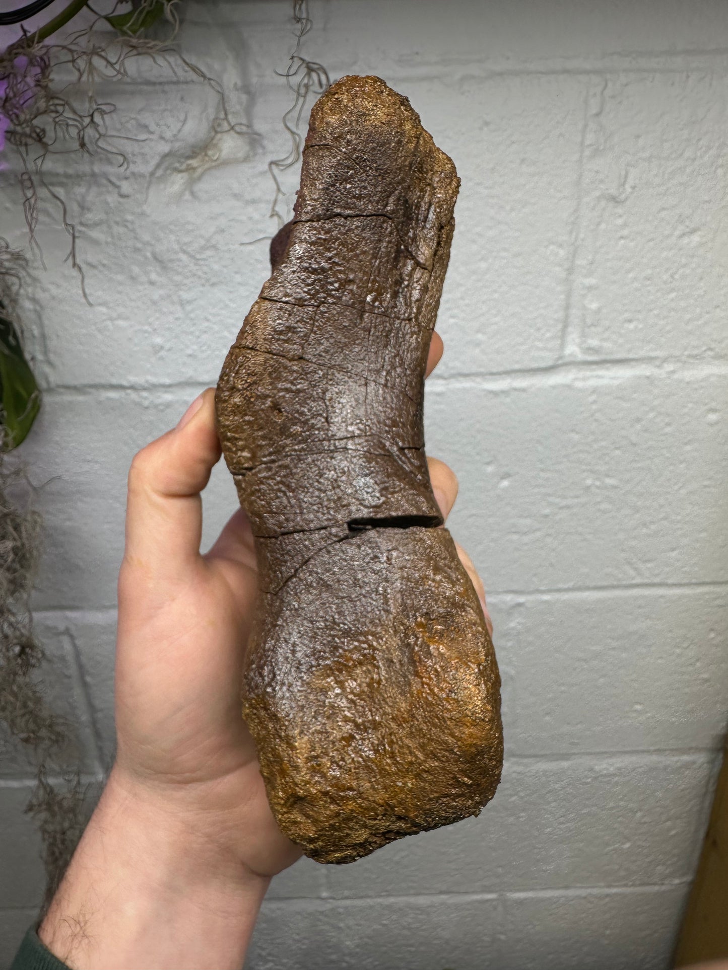 Hadrosaur Metatarsal, Hell Creek Formation