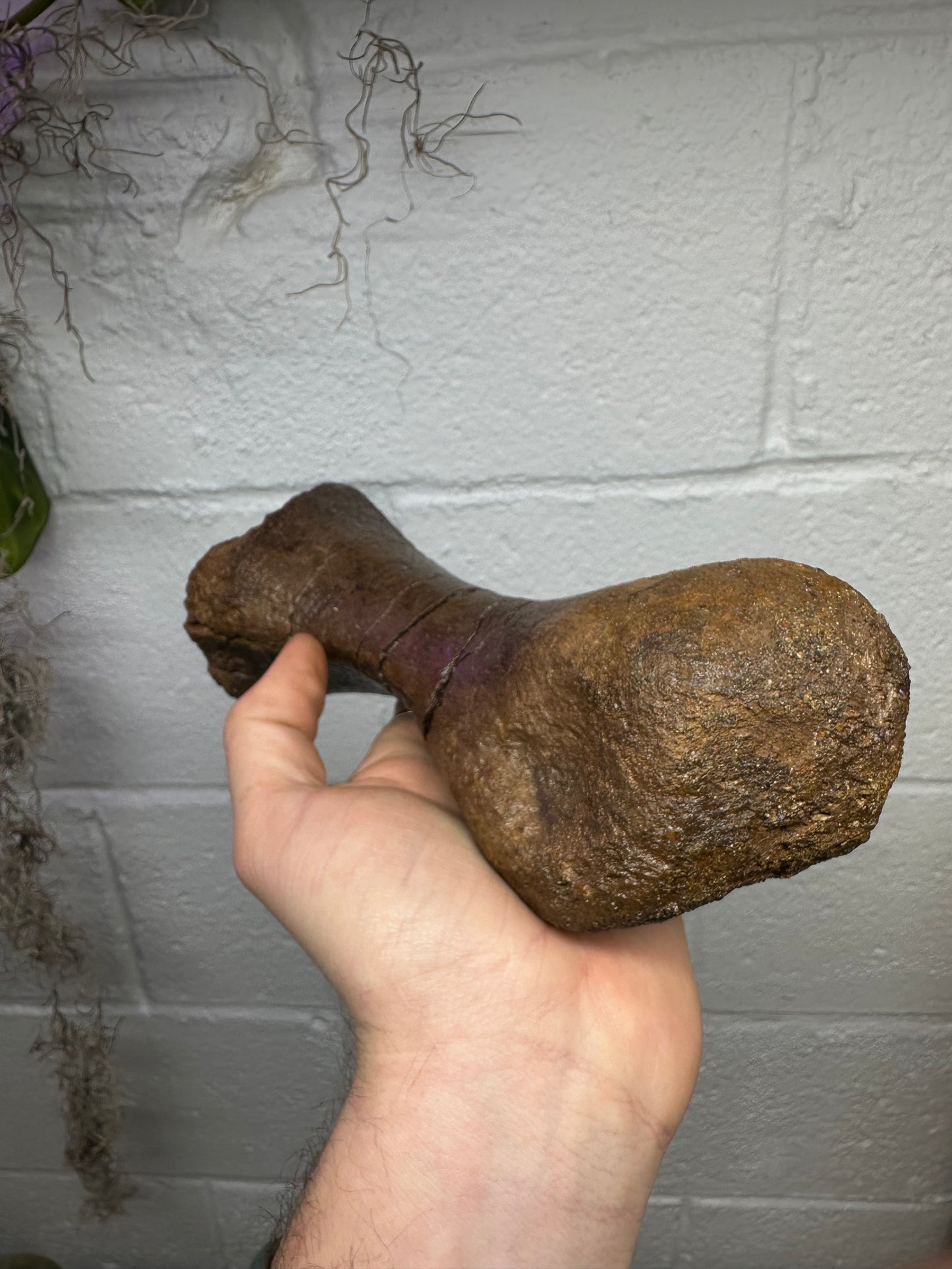 Hadrosaur Metatarsal, Hell Creek Formation
