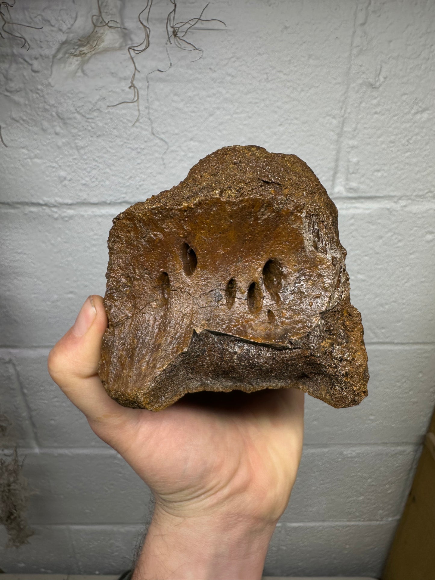 Hadrosaur Caudal Vertebrae Fossil, Hell creek formation