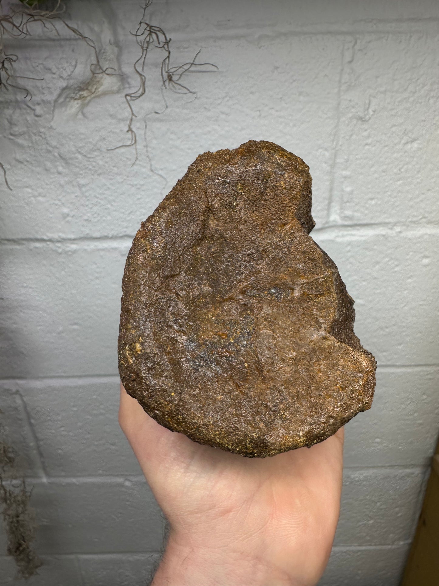 Hadrosaur Caudal Vertebrae Fossil, Hell creek formation