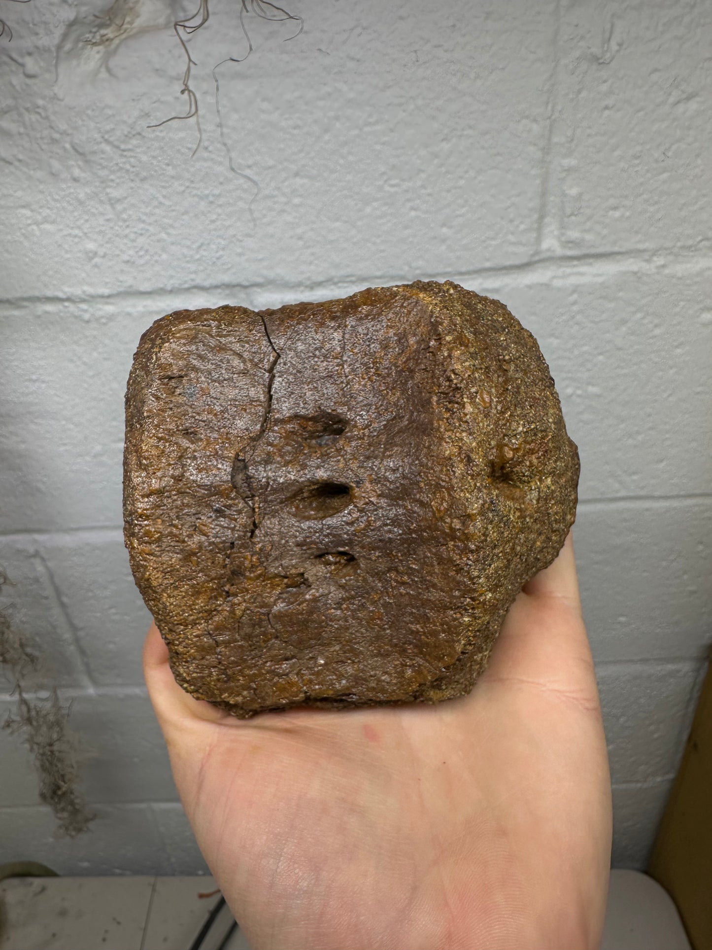Hadrosaur Caudal Vertebrae Fossil, Hell creek formation