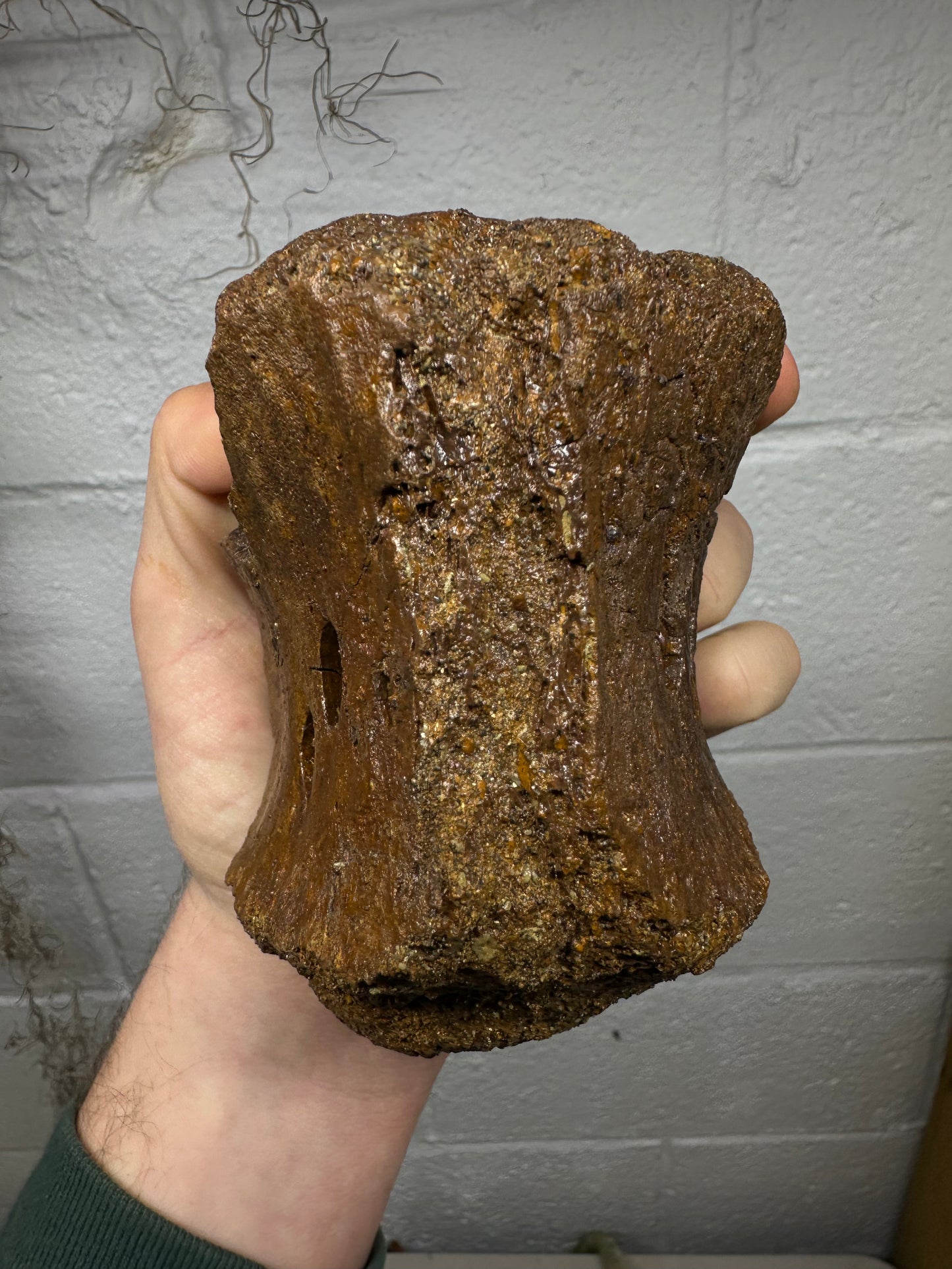 Hadrosaur Caudal Vertebrae Fossil, Hell creek formation