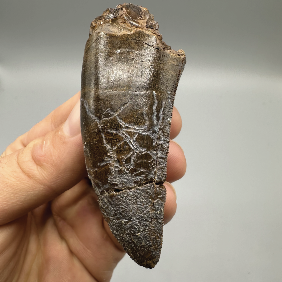 2.96” Tyrannosaurus rex Tooth Fossil, Hell Creek Formation