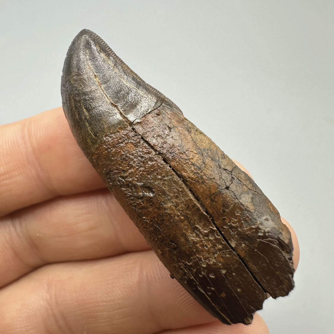 2.1" Tyrannosaurus rex Tooth Fossil, Hell Creek Formation